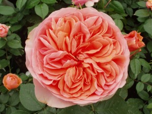 THE DUCHESS OF CORNWALL (hybrid tea)